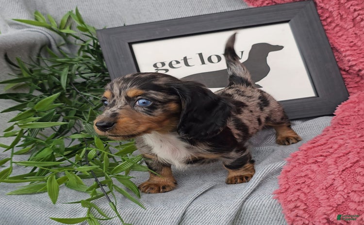 Miniature Dachshund dogs for sale - Ad 2