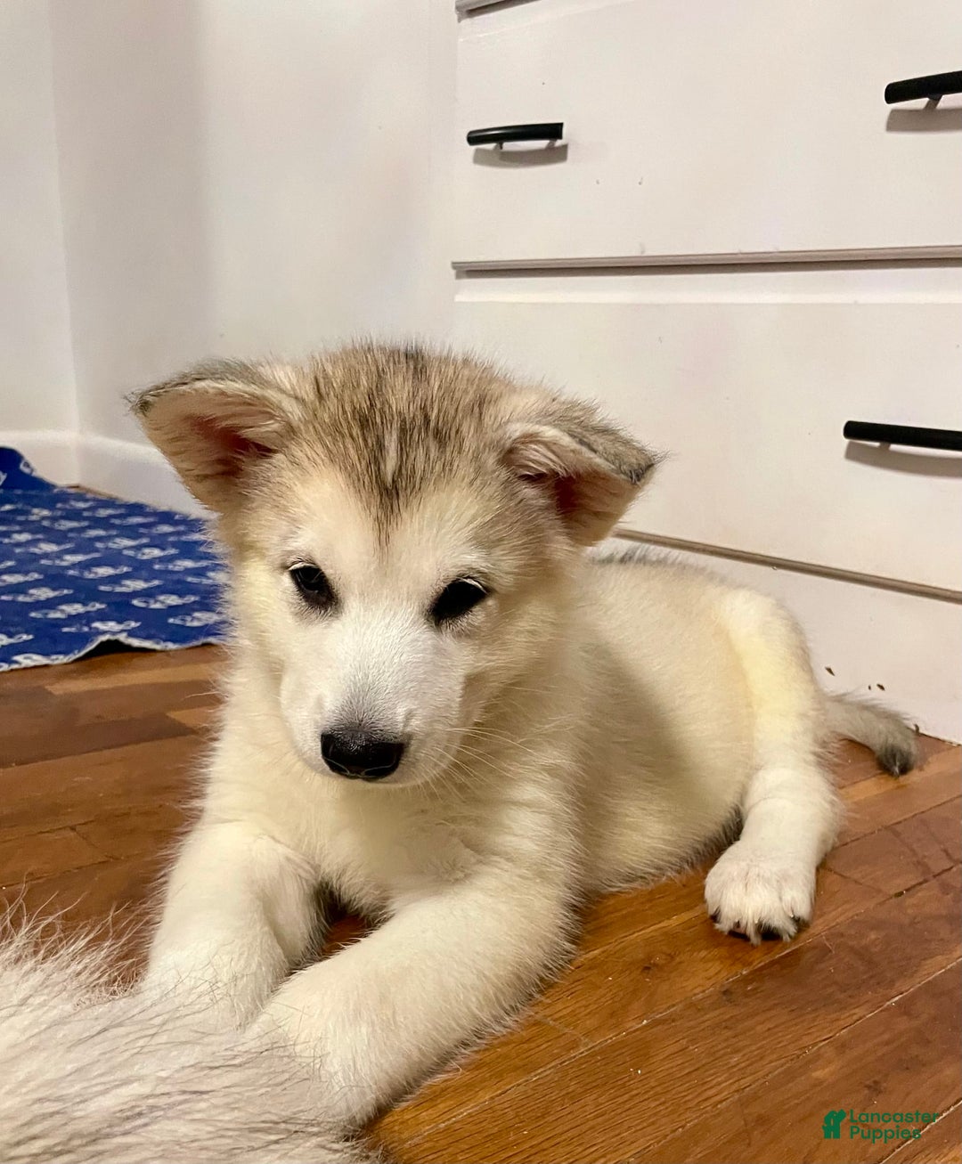 Alaskan Malamute dogs for sale: Denali - Image 5