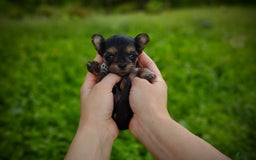 Morkie dogs for sale: "teacup" Cricket - Image 13