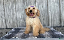 Mini Goldendoodle dogs for sale: Angie - Image 24