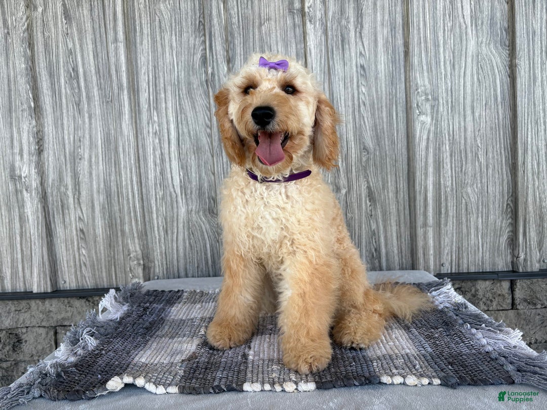 Mini Goldendoodle dogs for sale: Angie - Image 24