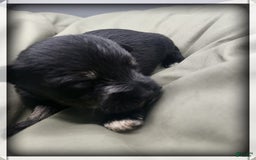 Miniature Schnauzer dogs for sale: Gretchen - Image 3