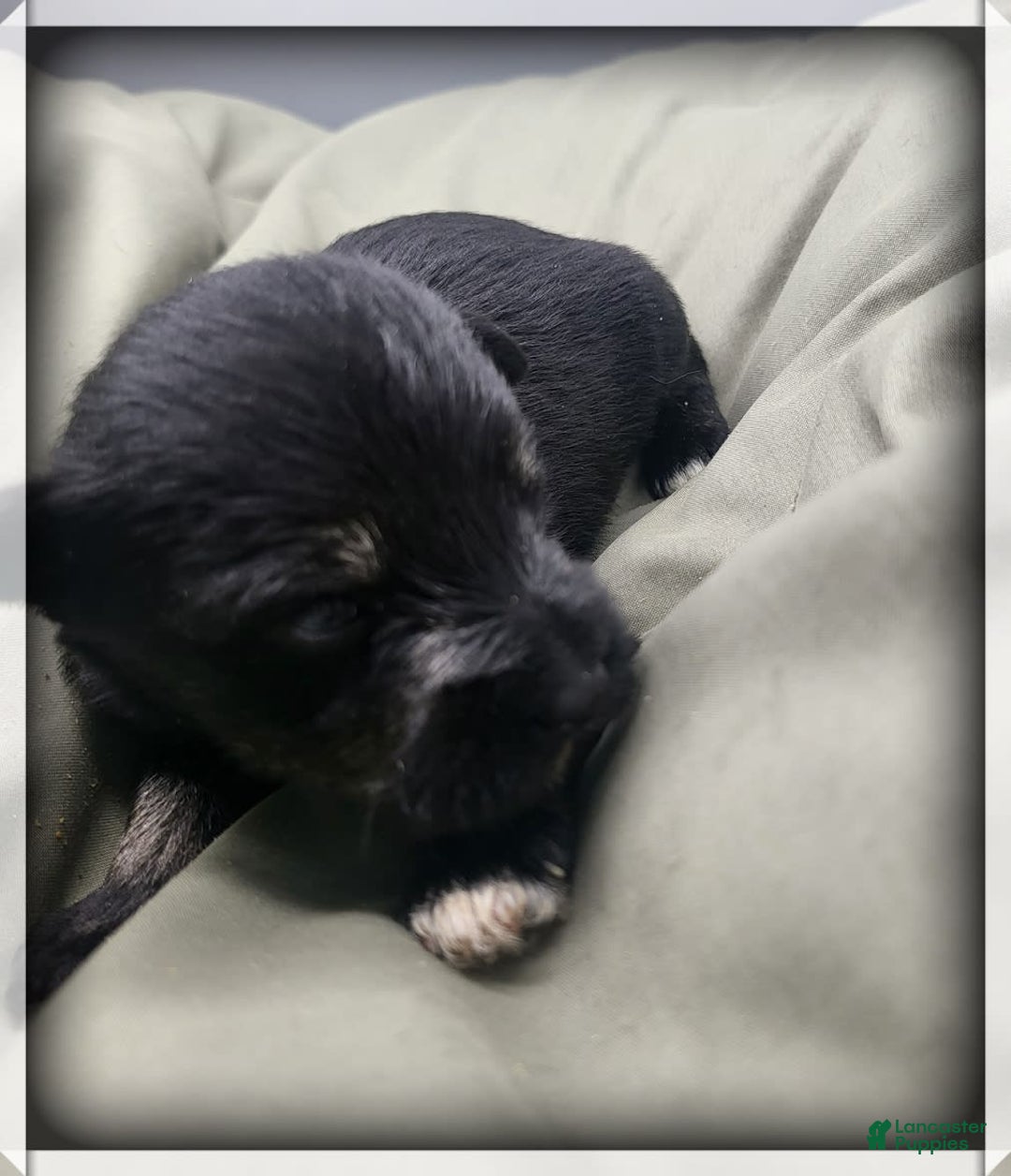 Miniature Schnauzer dogs for sale: Gretchen - Image 3