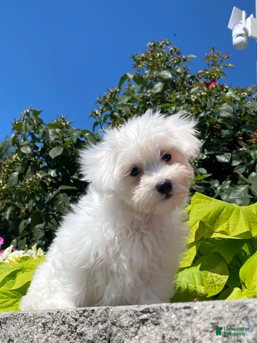 Coton De Tulear dogs for sale: Charles - Image 6