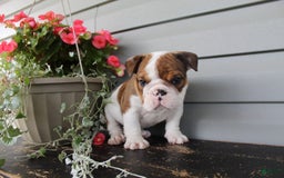 English Bulldog dogs for sale: Raisin - Image 2