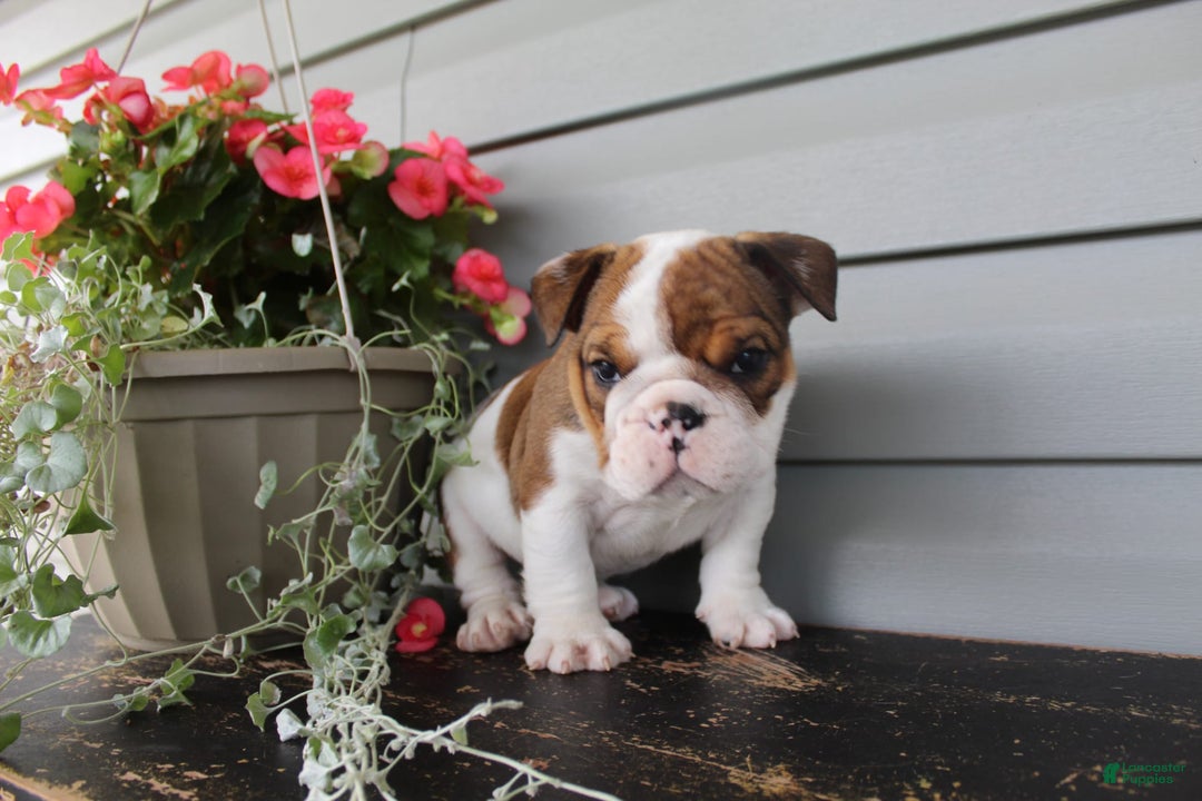 English Bulldog dogs for sale: Raisin - Image 2