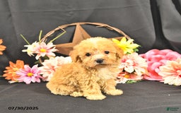 Miniature Poodle dogs for sale: Chase Extra Small - Image 3