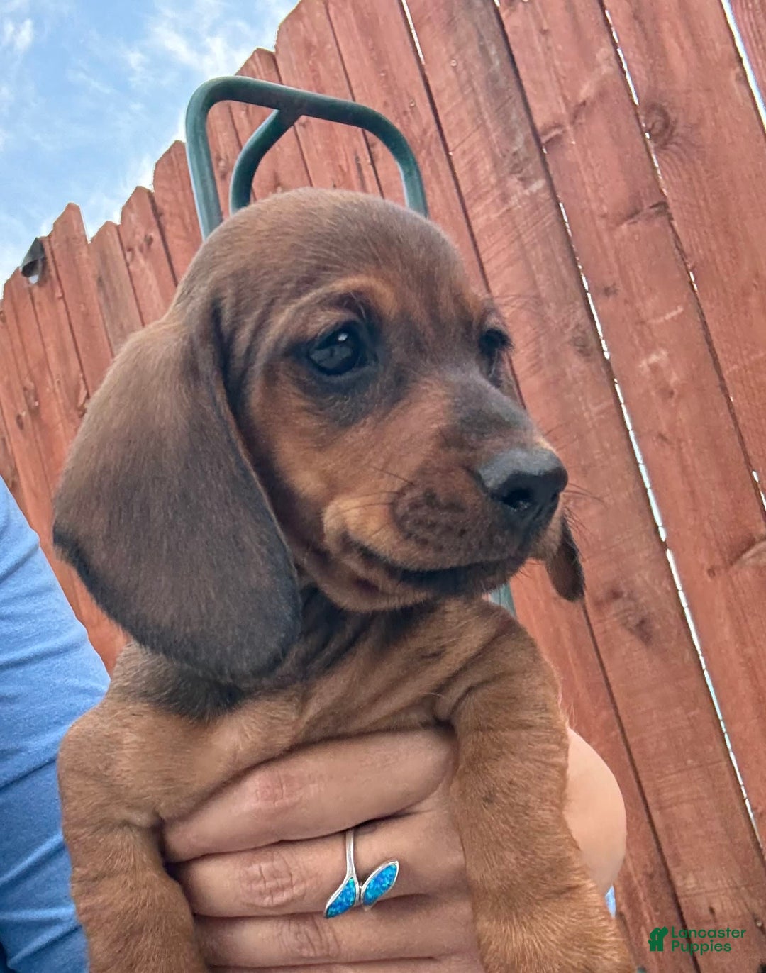 Miniature Dachshund dogs for sale: Twins - Image 22