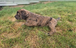 Cane Corso dogs for sale: Hugo - Image 2