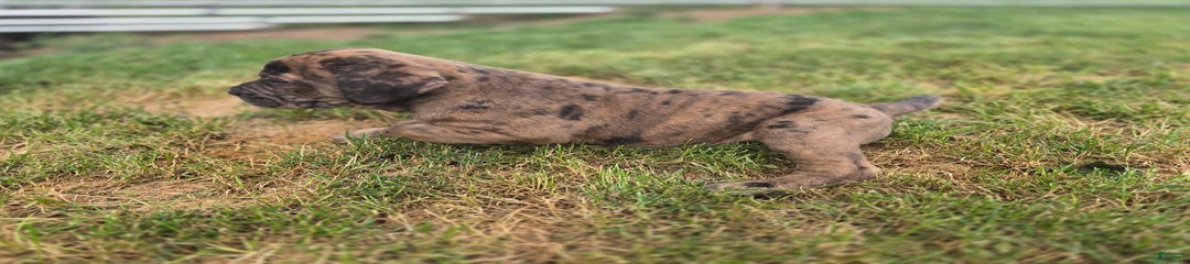 Hugo