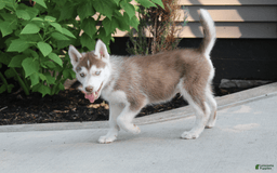 Siberian Husky dogs for sale: Reno - Image 11