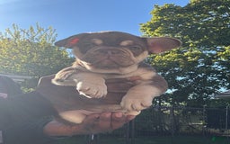French Bulldog dogs for sale: Bahha - Image 7