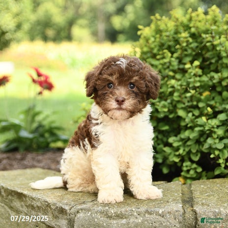 Havapoo dogs for sale - Ad 4