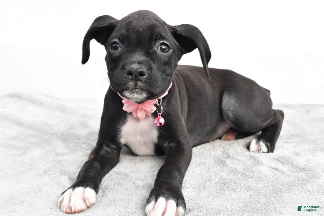Boxer dogs for sale: Ruby - Image 3