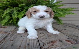 Goldendoodle dogs for sale: Sue - Image 2