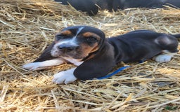 Basset Hound dogs for sale: Henry - Image 2