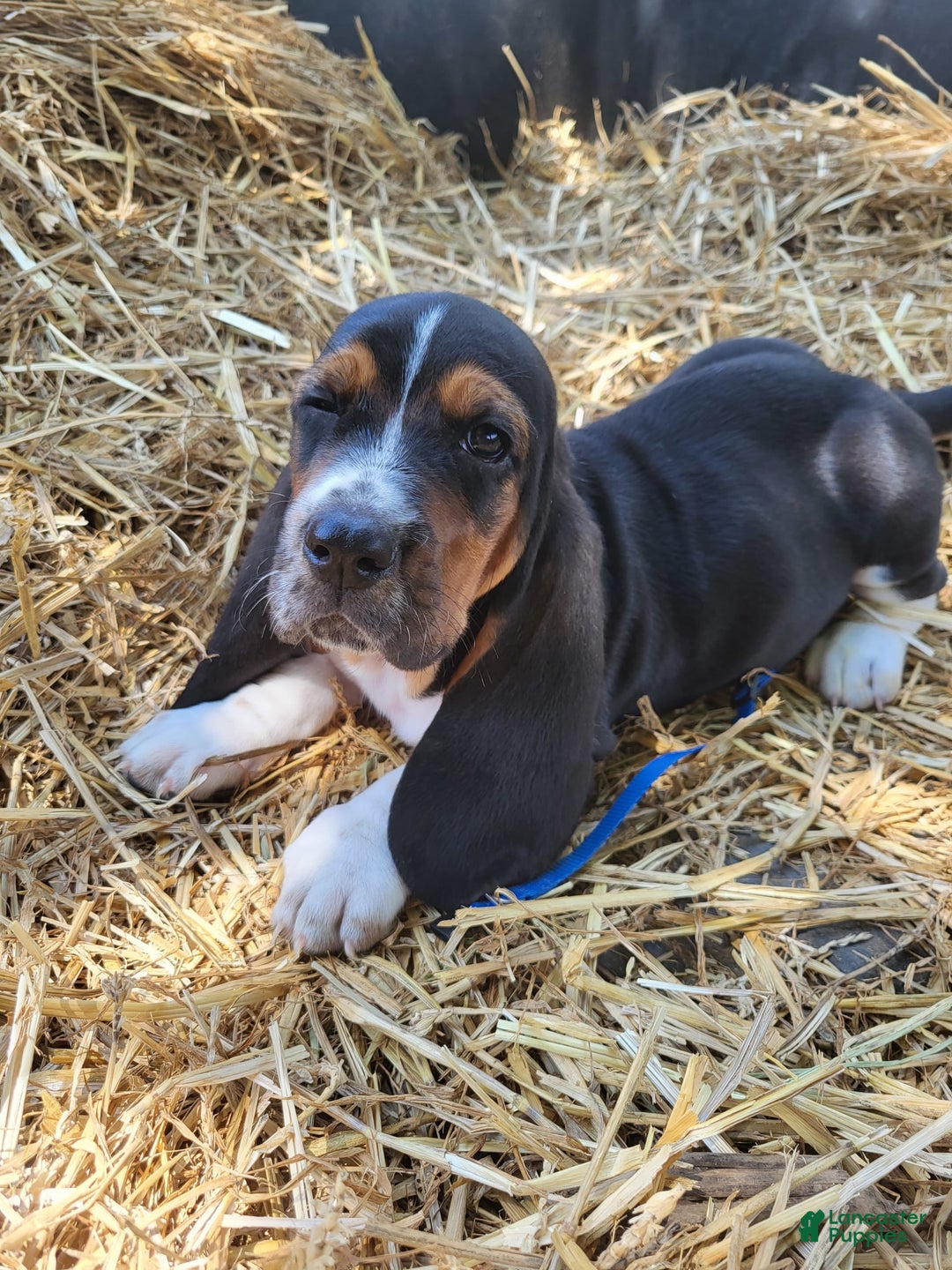 Basset Hound dogs for sale: Henry - Image 2
