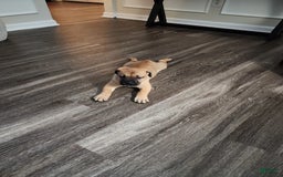 Cane Corso dogs for sale: Male fawn - Image 1