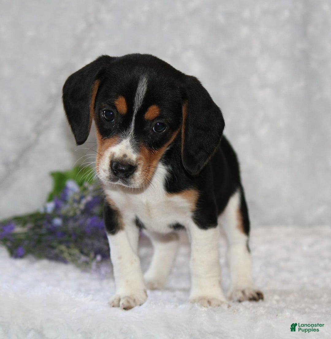 Beagle dogs for sale: Whitley - Image 3