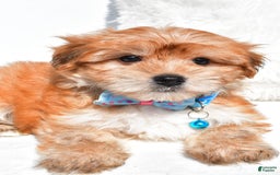 Morkie dogs for sale: Jackson Teacup - Image 8