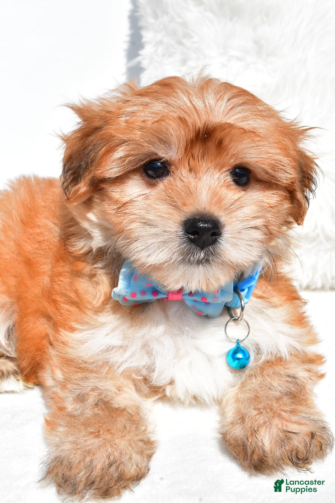 Morkie dogs for sale: Jackson Teacup - Image 8
