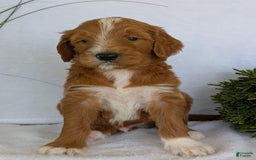 Goldendoodle dogs for sale: Mikey - Image 2