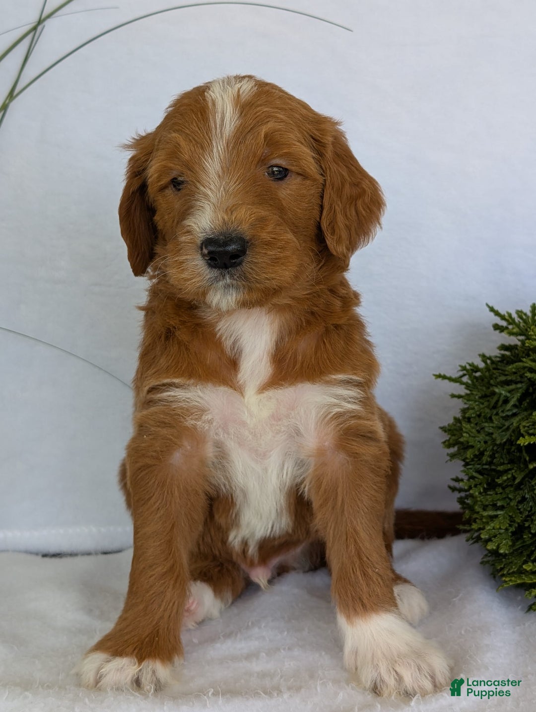 Goldendoodle dogs for sale: Mikey - Image 2