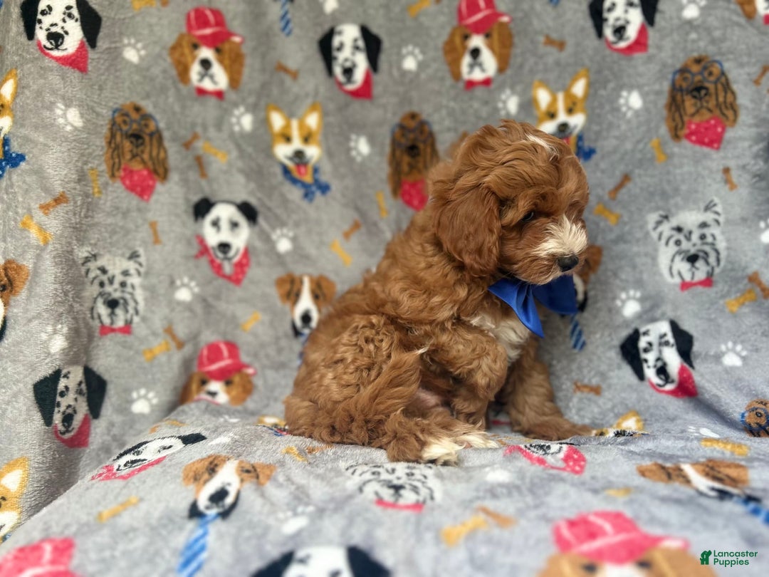 Cavapoo dogs for sale: Plankton - Image 5