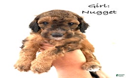 Bernedoodle dogs for sale: Yellow Collar Girl - Image 5