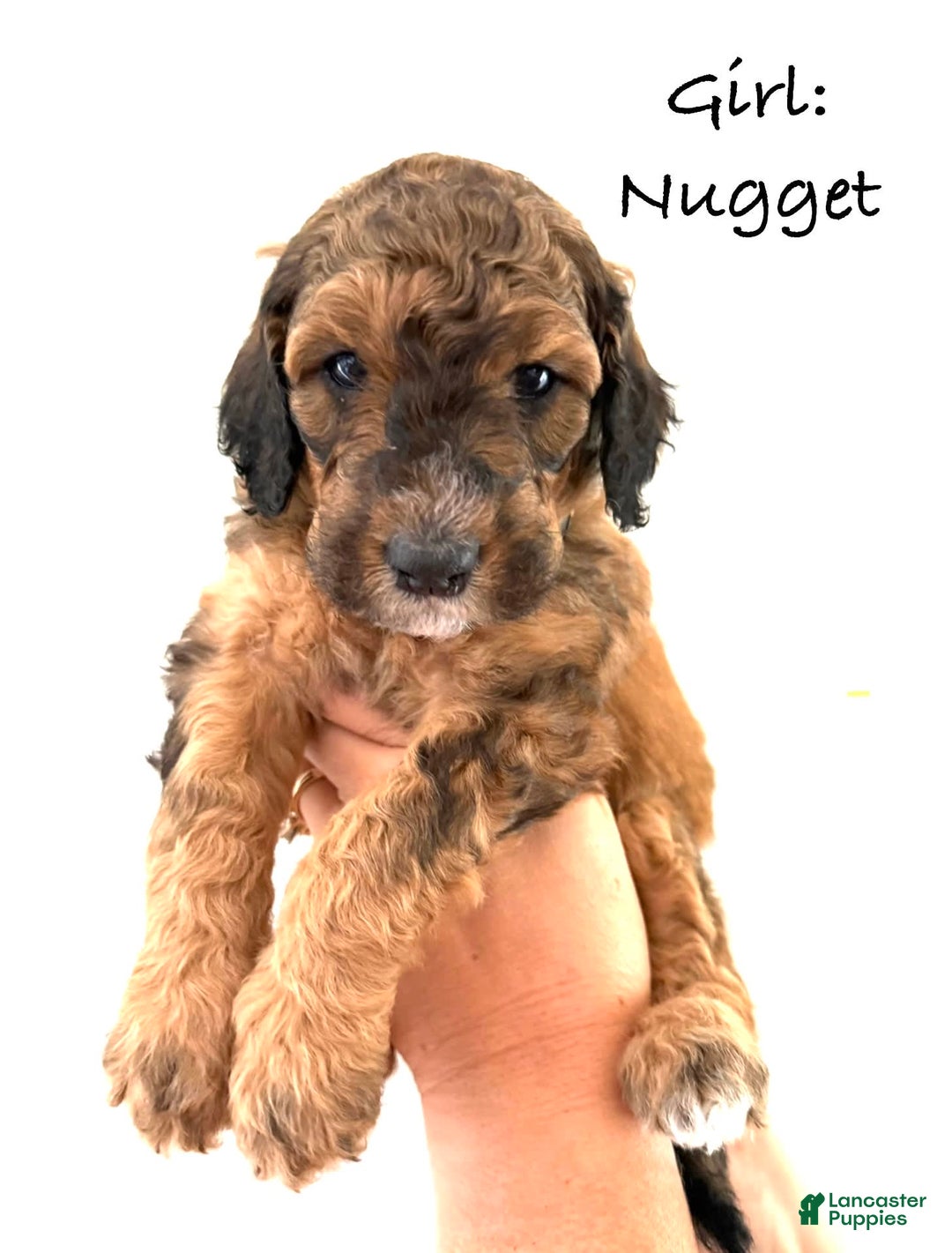 Bernedoodle dogs for sale: Yellow Collar Girl - Image 5