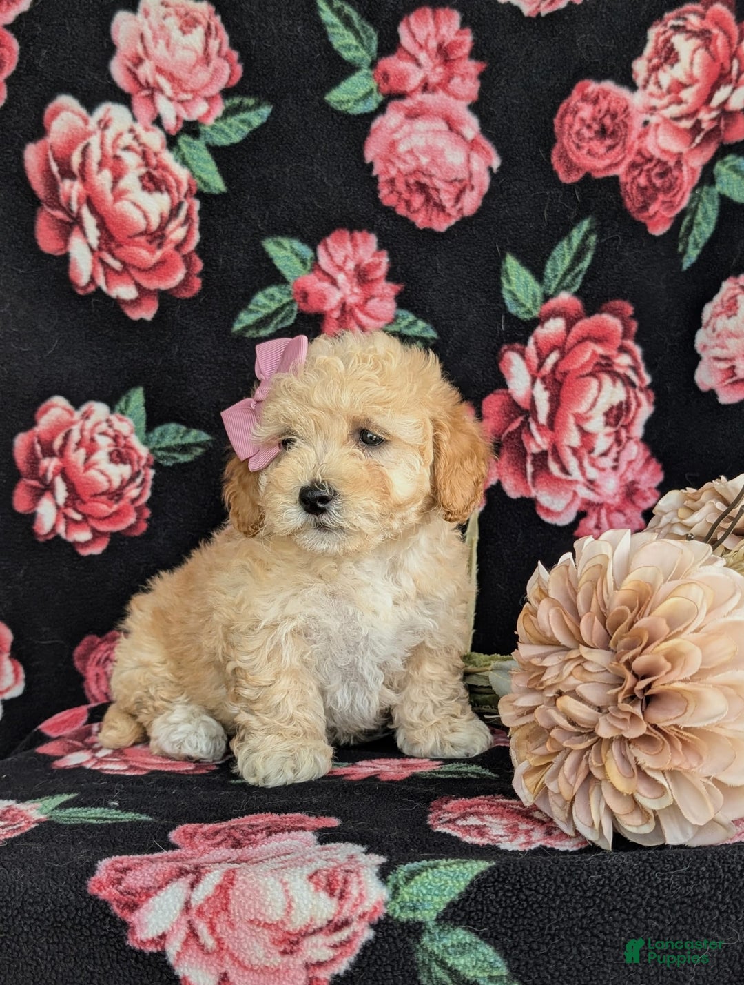 Havapoo dogs for sale: Fergie Hypoallergenic - Image 3