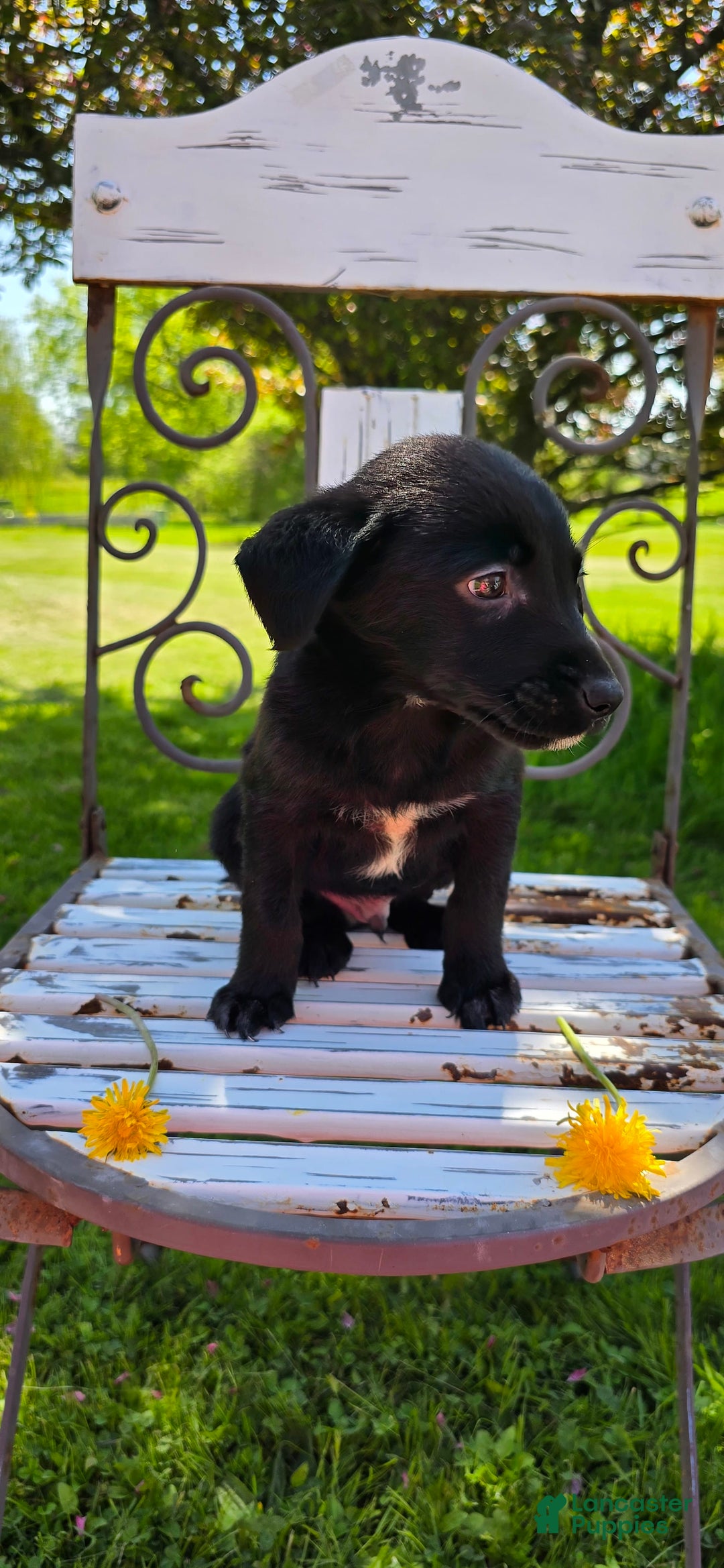 Labrador Retriever dogs for sale: Darth - Image 7
