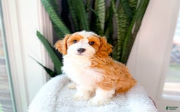 Cavapoo dogs for sale: Yolo - Image 1