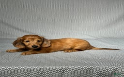 Miniature Dachshund dogs for sale: Parker - Image 5