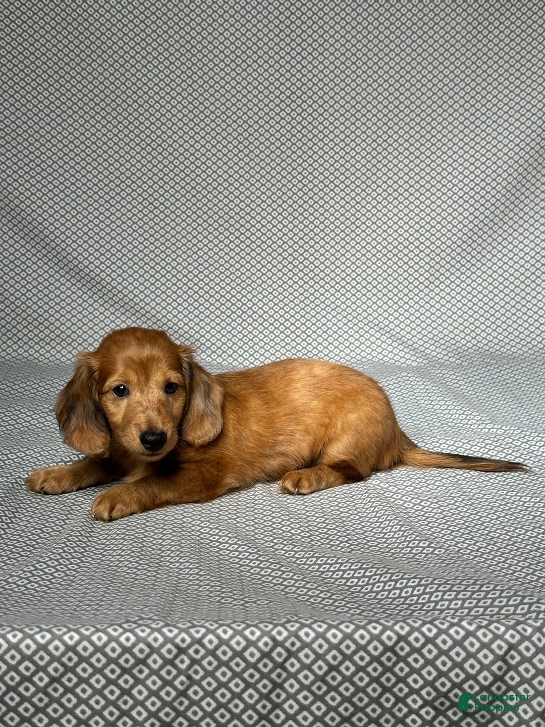Miniature Dachshund dogs for sale: Parker - Image 5