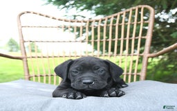 Cane Corso dogs for sale: Cali - Image 2