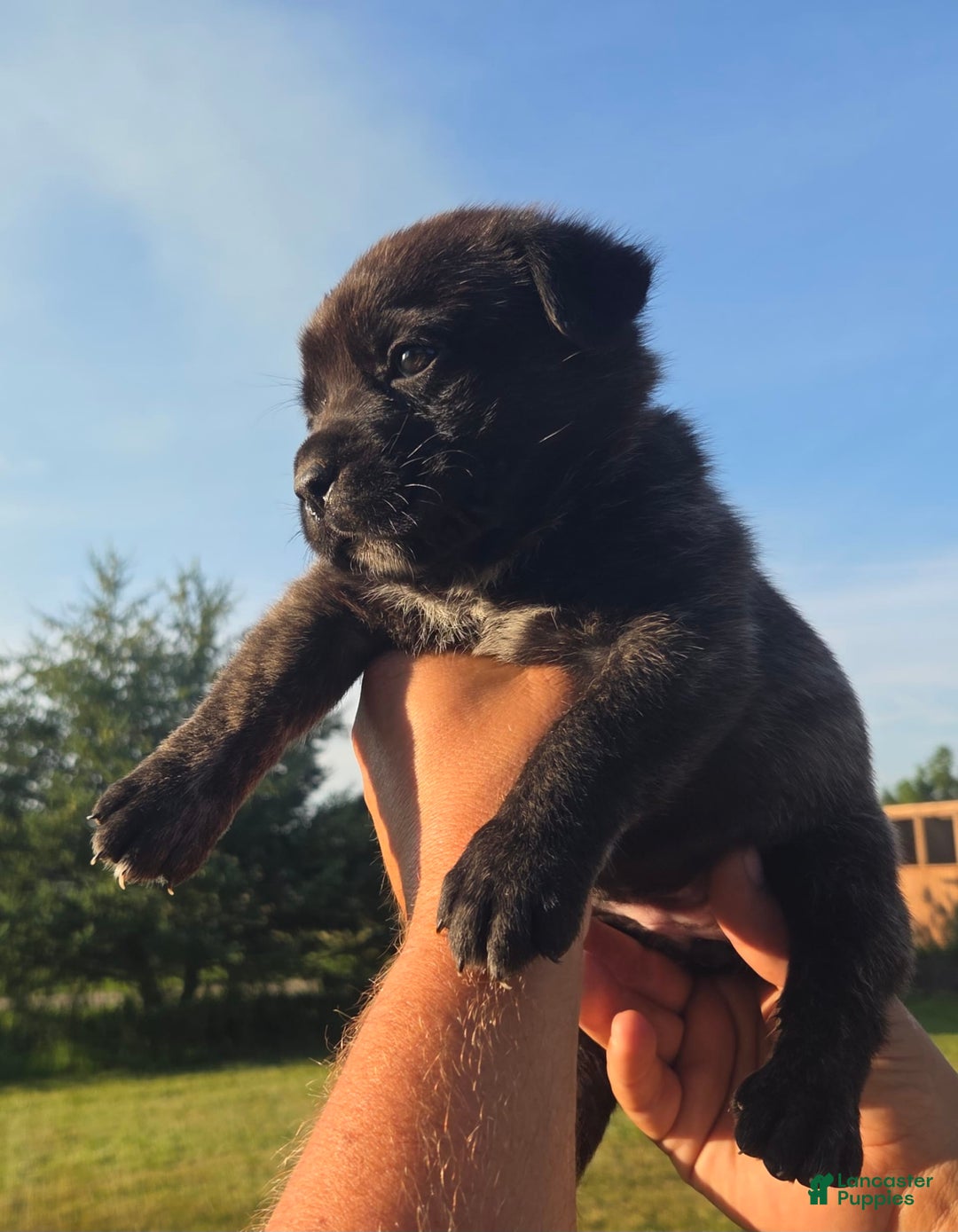 Cane Corso dogs for sale: Light Pink - Image 1