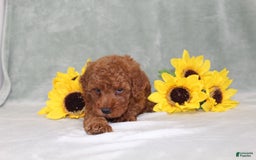 Miniature Poodle dogs for sale: Velcro - Image 10