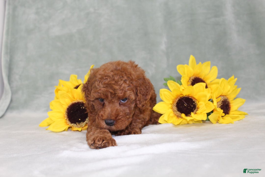 Miniature Poodle dogs for sale: Velcro - Image 10