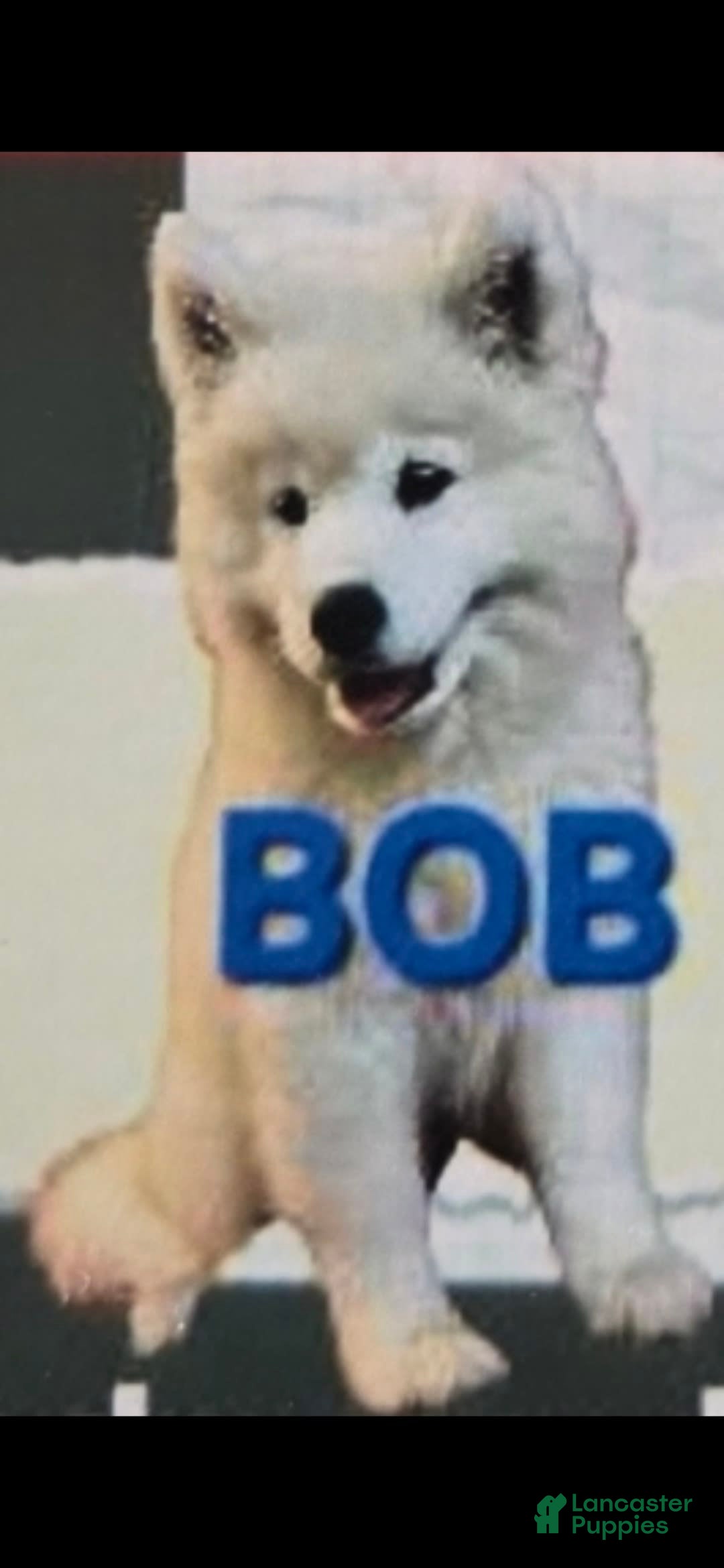 Samoyed dogs for sale: Bobby - Image 1