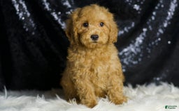 Mini Goldendoodle dogs for sale: Donald - Image 6