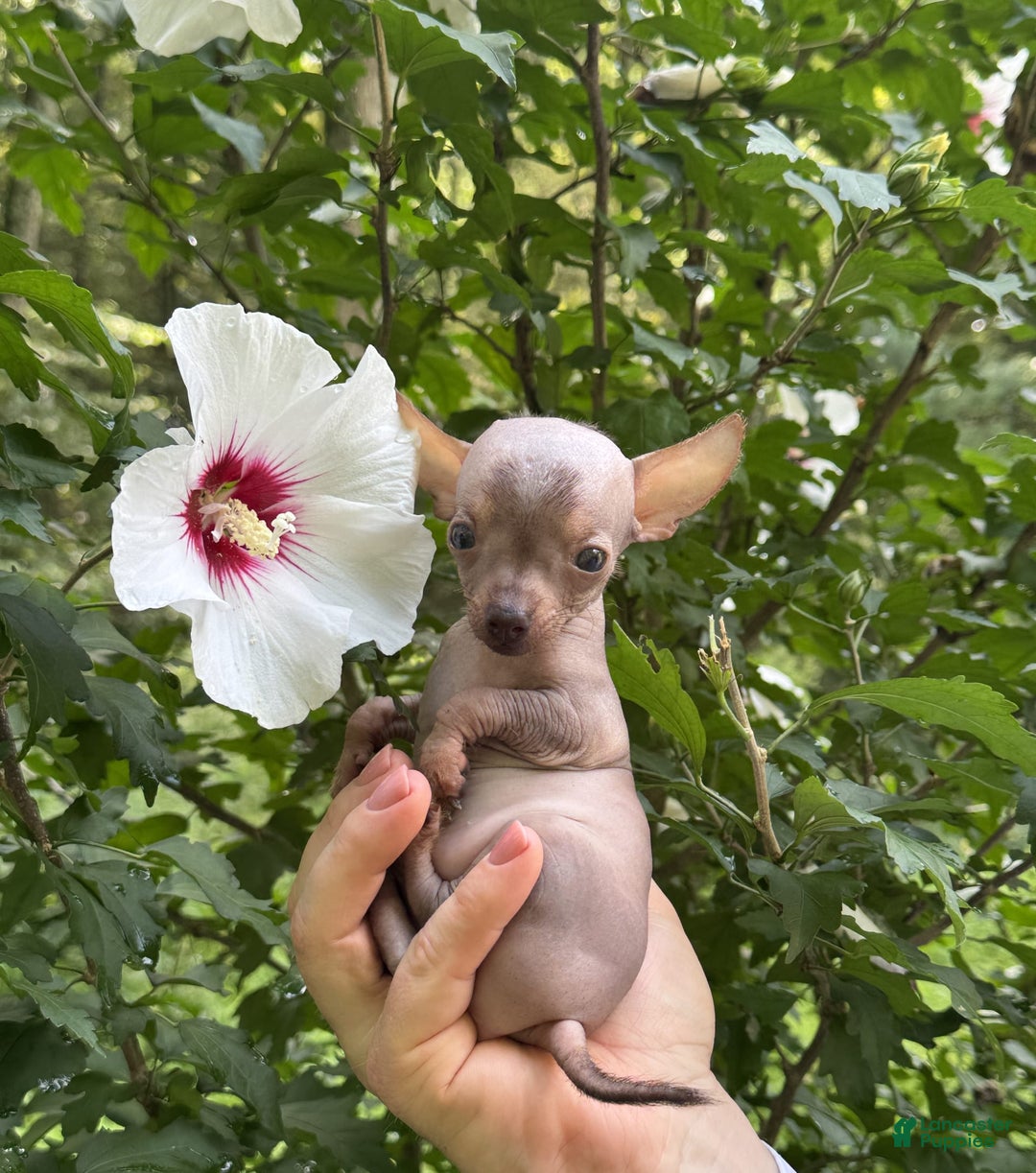 Chihuahua dogs for sale: Krillin - Image 7