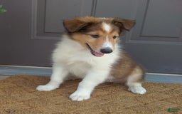 Collie dogs for sale: Debbie - Image 1