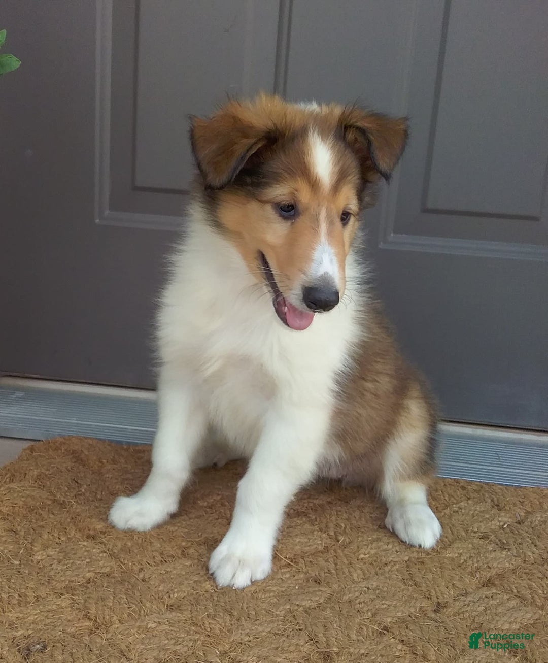 Collie dogs for sale: Debbie - Image 1