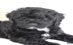 Cavapoo dogs for sale: Sela - Image 7