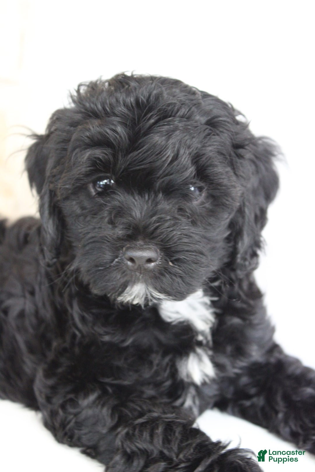 Cavapoo dogs for sale: Sela - Image 7