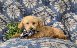 Miniature Poodle dogs for sale: Fabian - Image 9