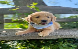 Golden Retriever dogs for sale: Pine - Image 3