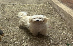 Cavapoo dogs for sale: Blue - Image 1