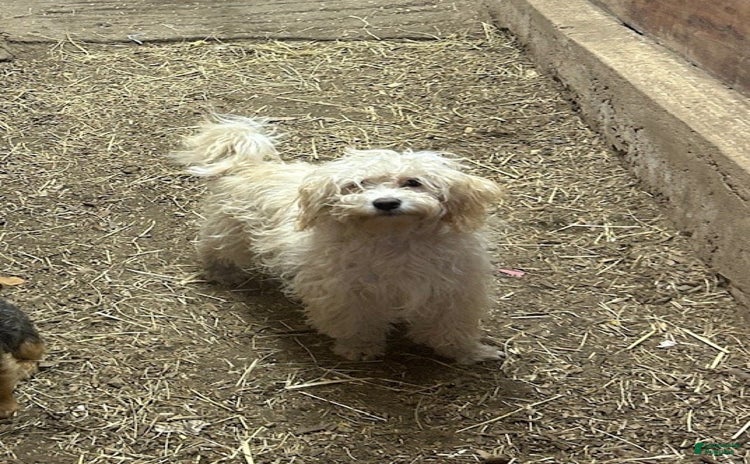 Cavapoo dogs for sale - Ad 2